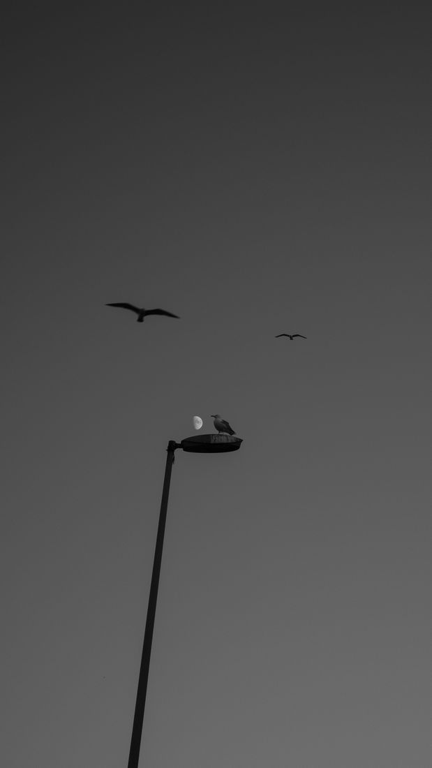 A gull stands on a street lamp beside a half moon while two others fly above